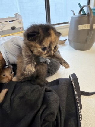 61845869 - Domestic Shorthair / Mix available for adoption