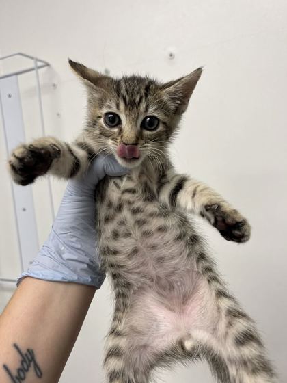61518390 - Domestic Shorthair / Mix available for adoption