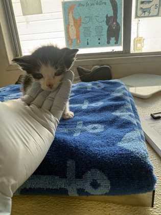 61901896 - Domestic Shorthair / Mix available for adoption