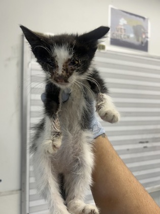 61945703 - Domestic Shorthair / Mix available for adoption