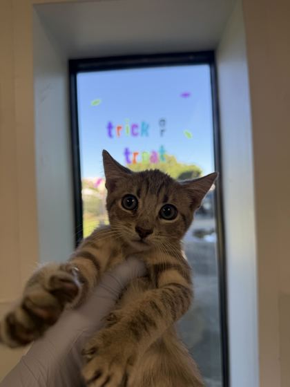 61857614 - Domestic Shorthair / Mix available for adoption