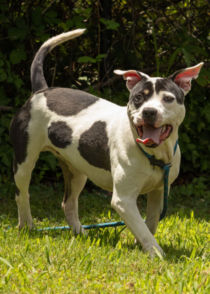 BADGER - Pit Bull Terrier / Mix available for adoption
