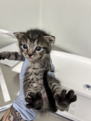 61763111 - Domestic Shorthair / Mix available for adoption