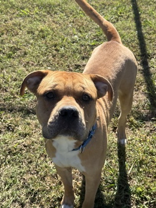 61890071 - Pit Bull Terrier / Mix available for adoption