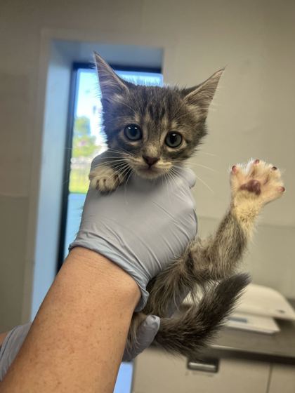 61859700 - Domestic Shorthair / Mix available for adoption