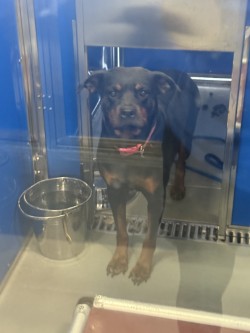 LIL MAMA - Rottweiler / Mix available for adoption
