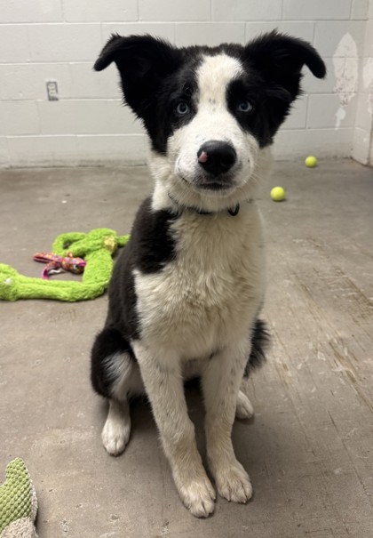 61855826 - Border Collie / Mix available for adoption