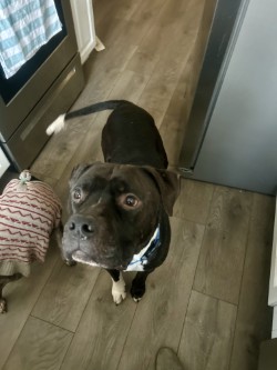 SHADOW - Pit Bull Terrier / Mix for adoption in Norfolk