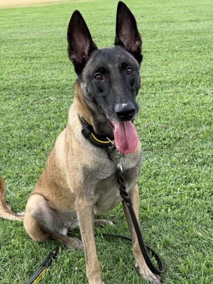 BOHEMIA - Belgian Malinois / Mix for adoption in Norfolk