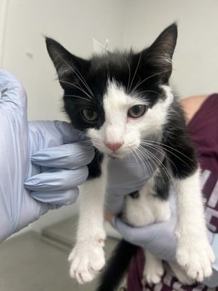 UMBREON - Domestic Shorthair / Mix available for adoption