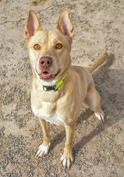 Adoptable Dogs Flathead County