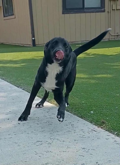 Chalupa