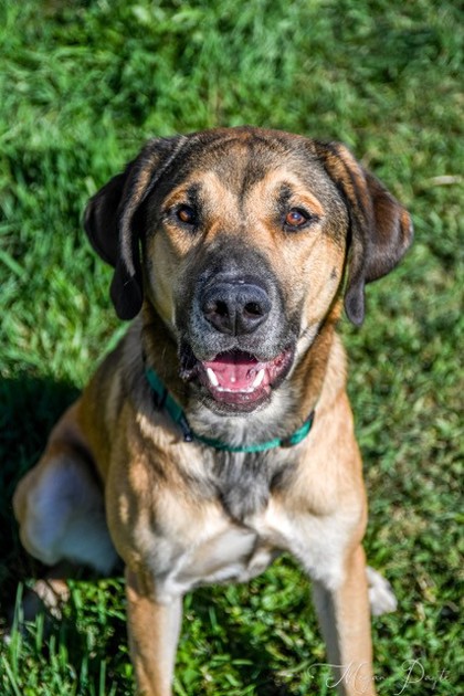 Adoptable Dogs Flathead County