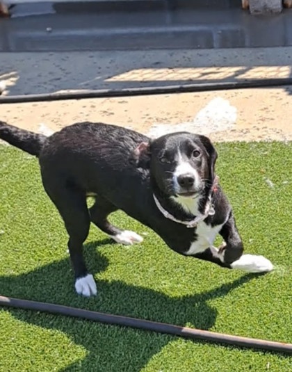 Lulu