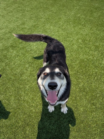 Fenrir