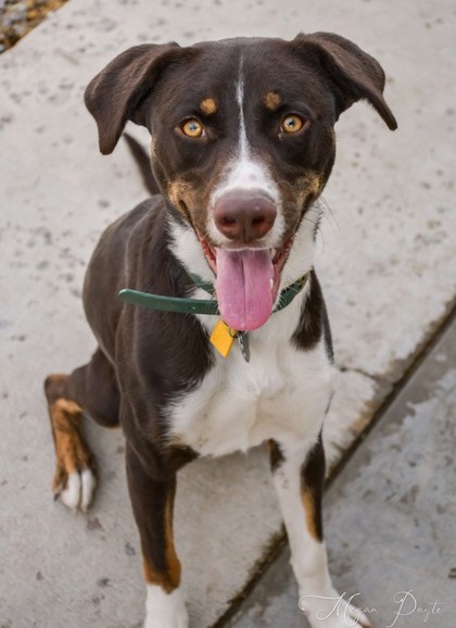 Adoptable Dogs Flathead County