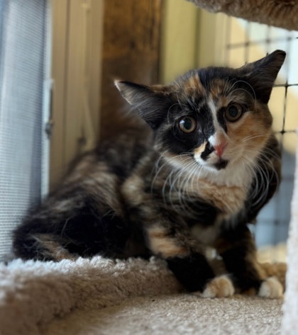 Yzma