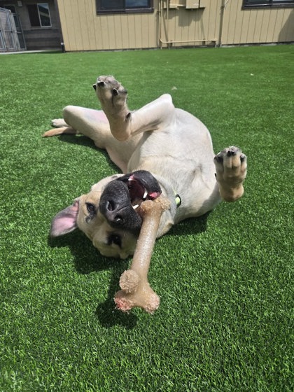 Koda
