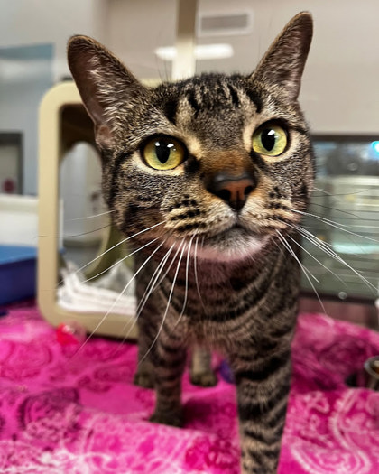 ROSALIE - Domestic Shorthair / Mix available for adoption