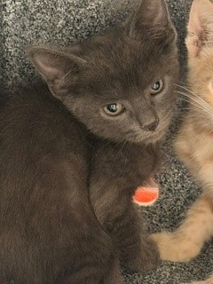EUMAEUS - Domestic Shorthair / Mix for adoption in Lewisville