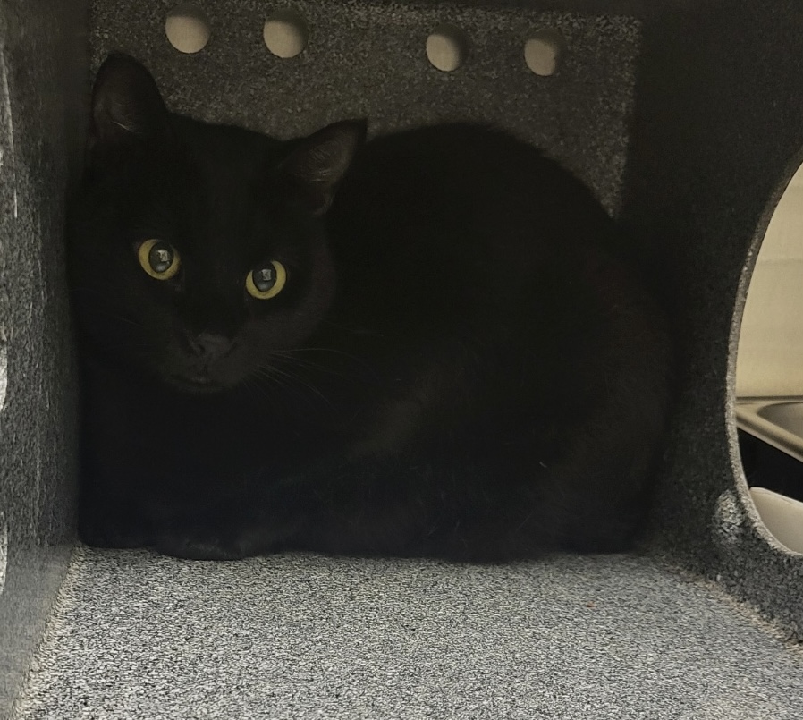 LILA - Domestic Shorthair / Mix available for adoption