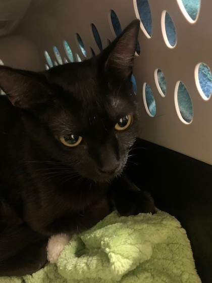 CELICA - Domestic Shorthair / Mix available for adoption
