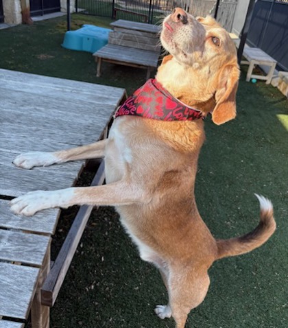 SKINNY - Hound / Mix available for adoption