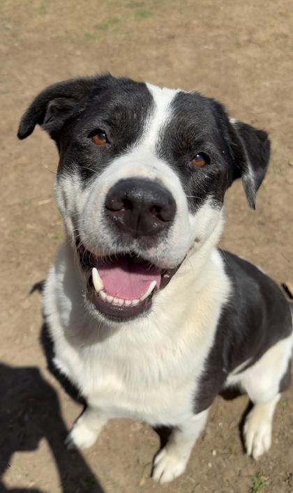 BOBO - Labrador Retriever / Mix available for adoption