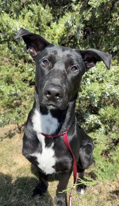 DIGGY - Labrador Retriever / Mix available for adoption
