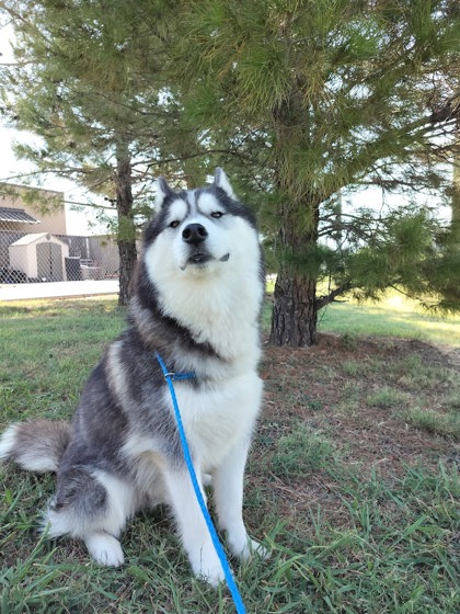 ARES - Alaskan Husky / Mix available for adoption