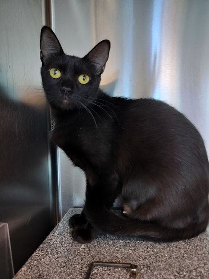 CELICA - Domestic Shorthair / Mix for adoption in Lewisville