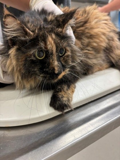 CRUELA - Domestic Longhair / Mix available for adoption
