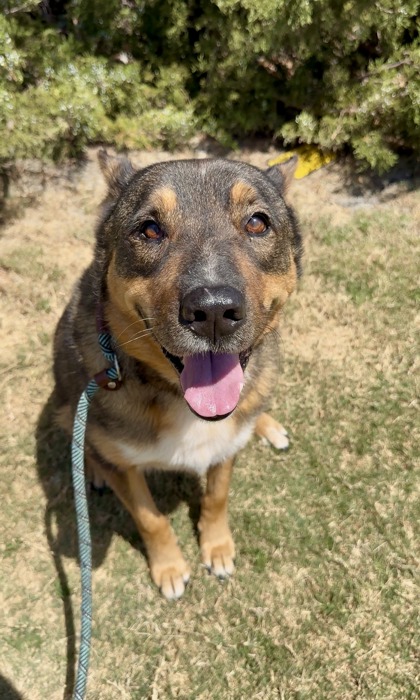 HONEY - Shepherd / Mix available for adoption