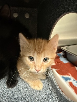 SPOOKY - Domestic Shorthair / Mix available for adoption