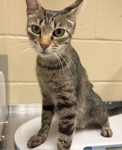BLOOD PRESSURE CUFF - Domestic Shorthair / Mix for adoption in Lewisville