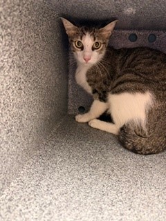 LADY BUG - Domestic Shorthair / Mix available for adoption