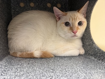 HUGO - Domestic Shorthair / Mix available for adoption