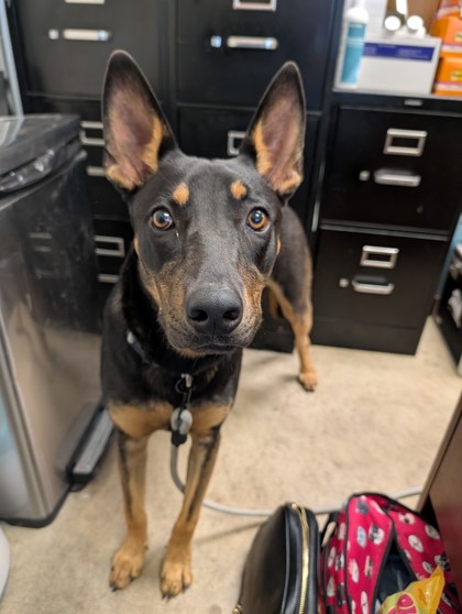 DIOR - Australian Cattle Dog / Mix available for adoption