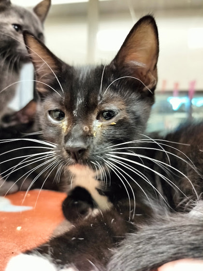 REGULUS - Domestic Shorthair / Mix available for adoption