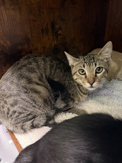 JAGGER - Domestic Shorthair / Mix available for adoption
