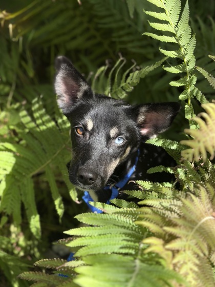 ANNABELLE - Australian Kelpie / Mix available for adoption