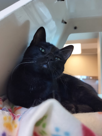 JET - Domestic Shorthair / Mix for adoption in Lewisville