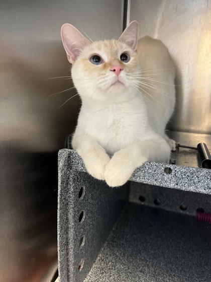 BENJAMIN - Domestic Shorthair / Mix available for adoption