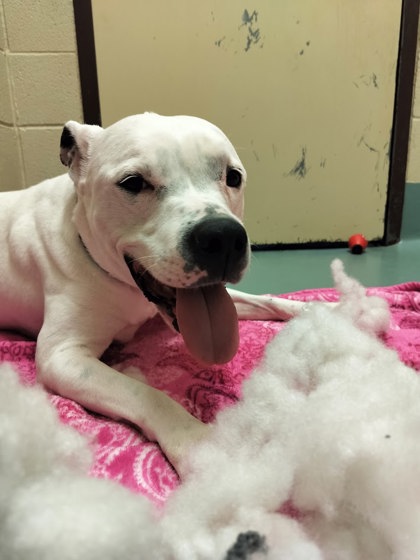 SNOW WHITE - American Pit Bull Terrier / Mix available for adoption