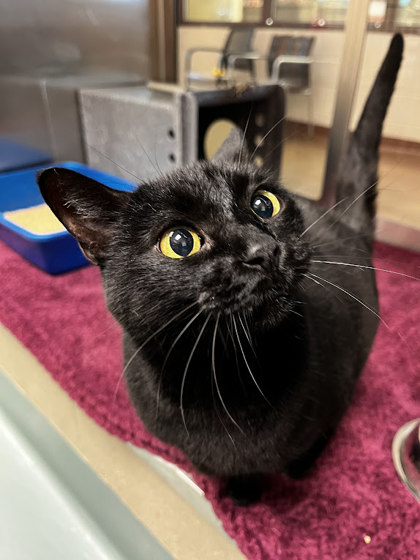 LILA - Domestic Shorthair / Mix available for adoption