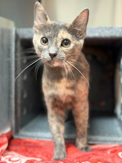 AZULA - Domestic Shorthair / Mix available for adoption
