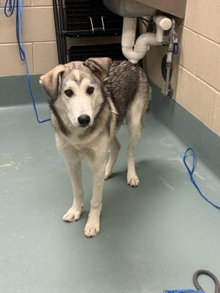DONUT - Alaskan Husky / Mix available for adoption