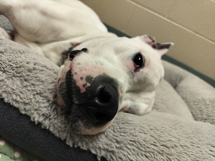 SNOW WHITE - American Pit Bull Terrier / Mix available for adoption