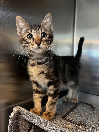 REDVINE - Domestic Shorthair / Mix available for adoption