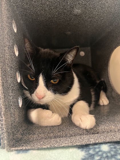 TUXIE - Domestic Shorthair / Mix for adoption in Lewisville
